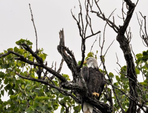 Nick and Nora welcome 3 eaglets