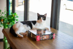 Whiskers and Soda aims to create a third space for kitties, humans & coffee