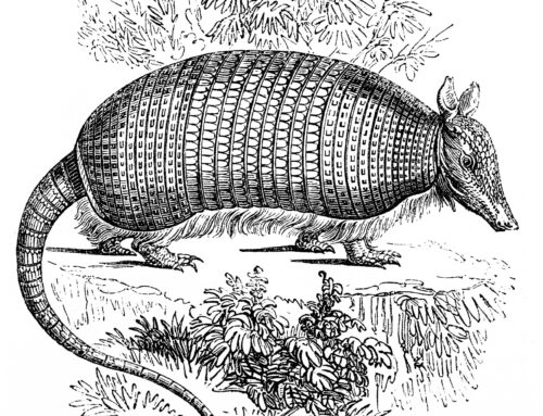 Urban wildlife biologist answers questions about native Texan critter