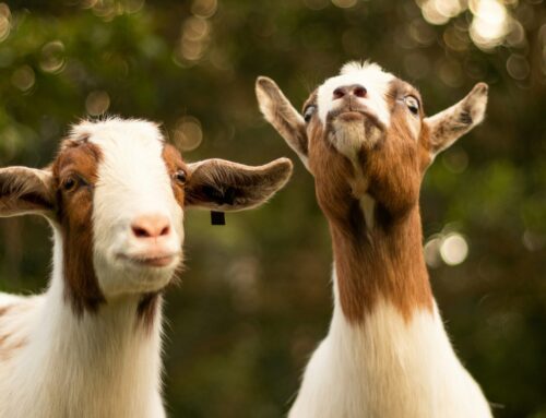 260 goats to graze on privet near White Rock Lake this week