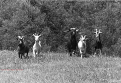 The goats at White Rock Lake brought joy & privet control to the neighborhood