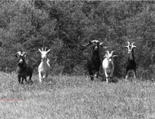 The goats at White Rock Lake brought joy & privet control to the neighborhood