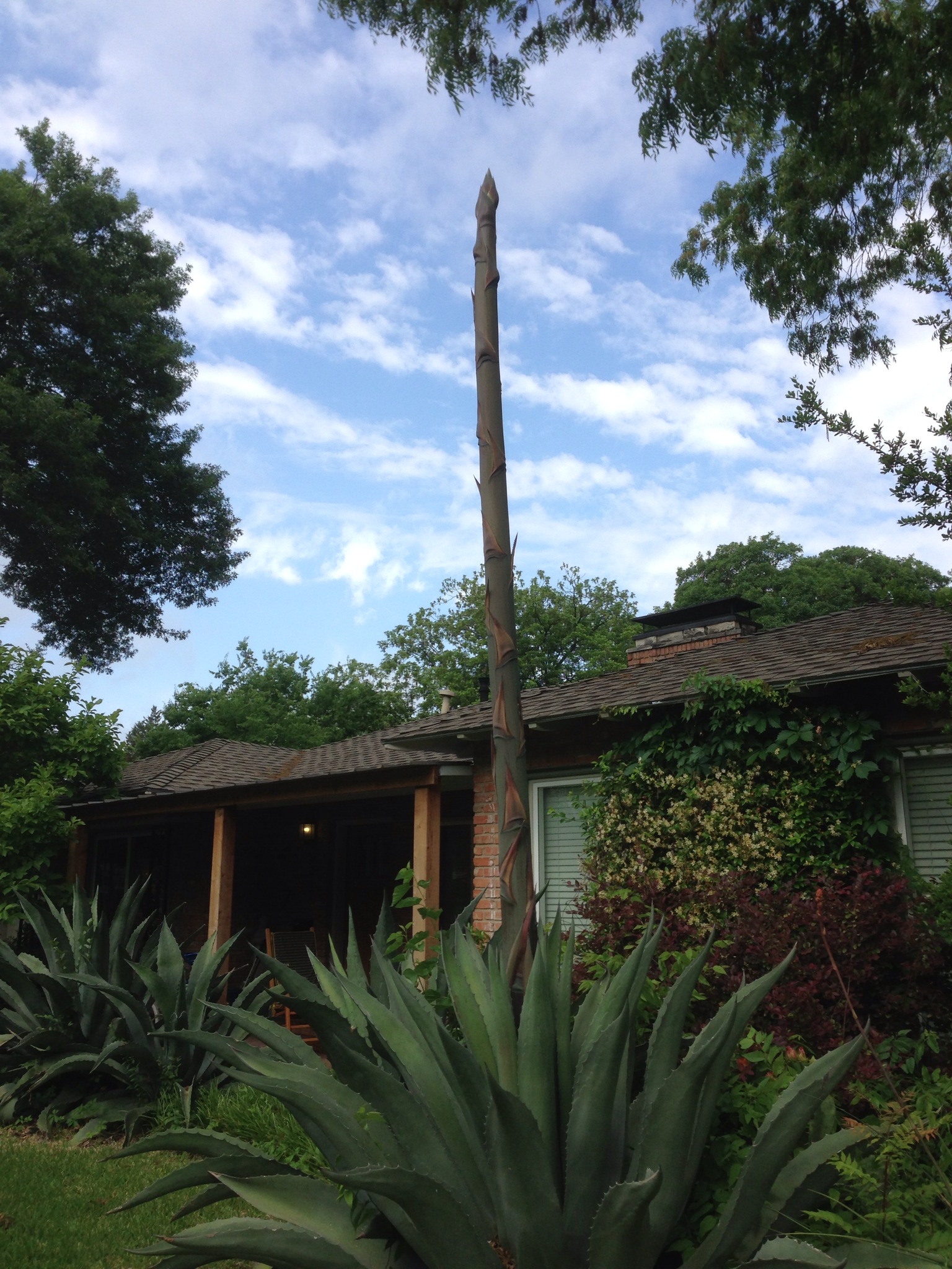 Agave Plant In Forest Hills Prepares To Bloom After 15 20 Years Lakewood East Dallas,Baked Chicken Breast Dinner