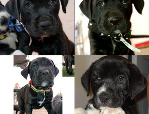 Adoptable pets: Meet the Peanuts Gang at White Rock Dog Rescue