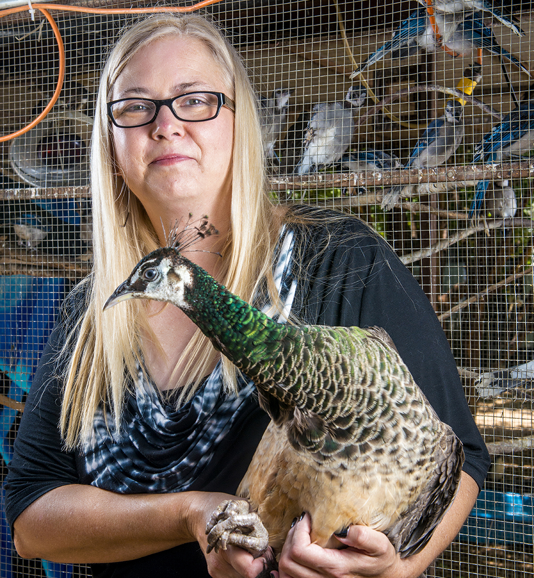 Leisl McQuillan has a heart for rescuing feathered friends. (Photos by Danny Fulgencio)