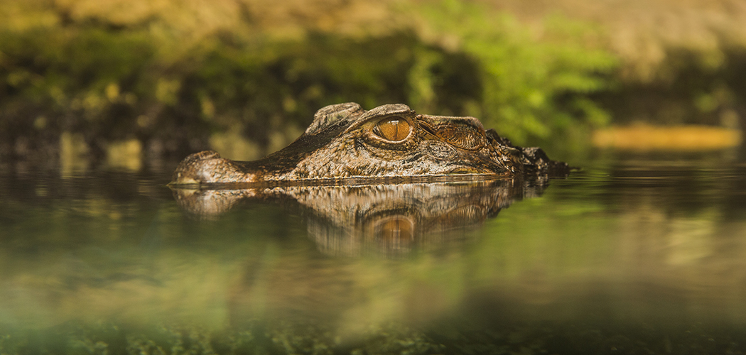 Stunning Alligator Portrait.
