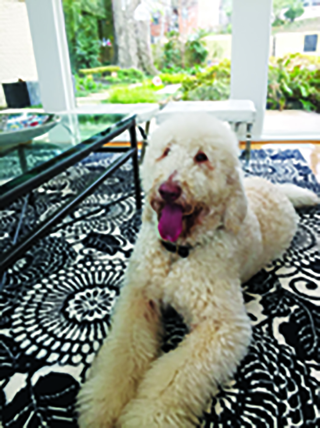 Rescue dog Rufus sit on the rug with his tongue out.