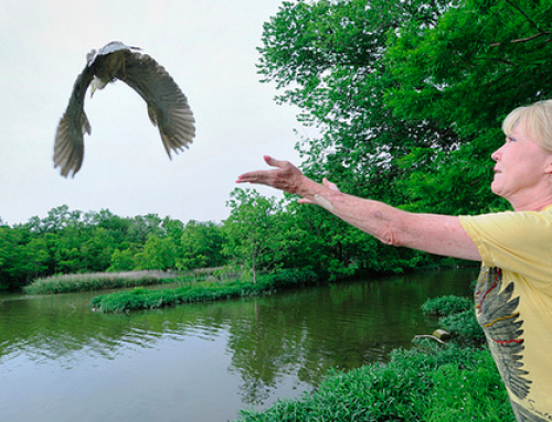 The bird healer of White Rock Lake